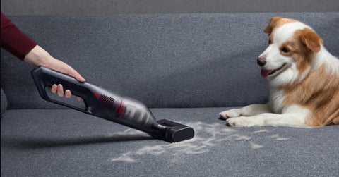 How to Get Dog Smell Out of Carpet: 8 Effective Tips and Tricks